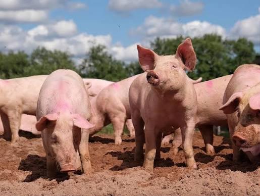 Porc